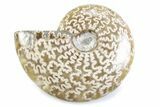 Polished Ammonite (Cleoniceras) Fossil - Madagascar #364961-1